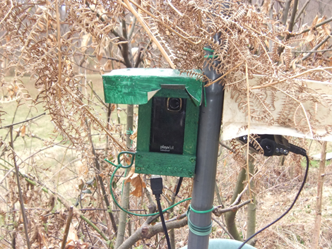Le videocamere nascoste negli alberi